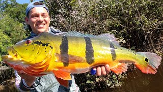 O MAIOR TUCUNARÉ QUE JÁ VI !!! AÇU GIGANTE!!O MONSTRO DA AMAZÔNIA!