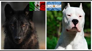 Top10 razas de  perros mas poderosos de cada pais