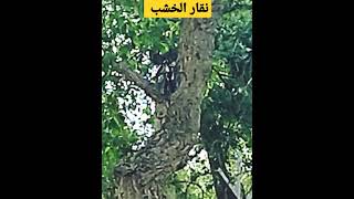 نقار الخشب/غابة المعمورة