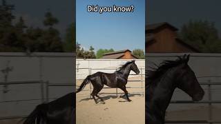 More horsepower than you might think...#interestingfacts #horse #shorts