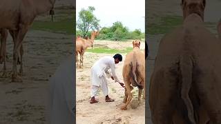 Why Camels Are the Ultimate Desert Vehicle || camels #shorts #short #shortsfeed