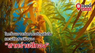 โลกร้อนอาจเร่งการเจริญเติบโตและผลิตสารพิษของ “สาหร่ายสีทอง”