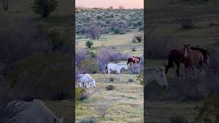 Wild Horses Happy Animals #horsevideo #mustangs #horselife