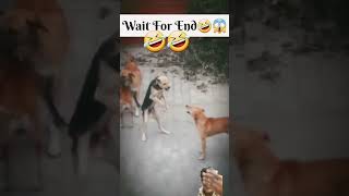 #dogfights #dog #comedy #funnydogfight #memes #funny #animal