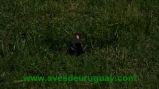 Paroaria coronata - Cardenal copete rojo, casal comiendo en el suelo