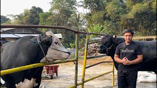 PENGIRIMAN SAPI JUMBO KE JABODETABEK‼️1 SEPTEMBER 2023 BAKALAN SUPER AKBAR FARM‼️