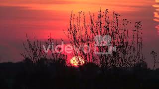 Germany rising sun and shrub