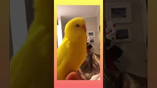 Little Cute 🥰 budgie moves its head up and down! #birds #viral #parakeet #parrot #shorts