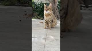 En tatlı kediler #kedivideolarıizle #youtubecatvideos #meow #kedicikler #cute #catvideos #癒し