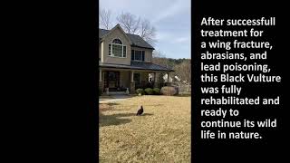 Black Vulture release