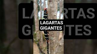 LAGARTA GIGANTE. Se elas são bonitas assim, imagina as borboletas. #roça #sitio #shorts  #lagartas