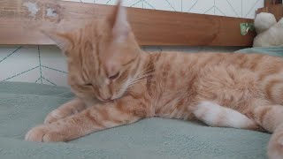 Cat Sleeping ASMR Stream!