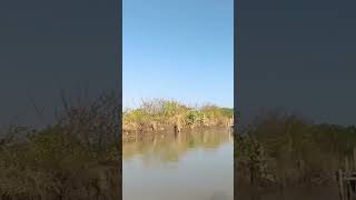 Spot Mancing Barramundi #shorts #fishing