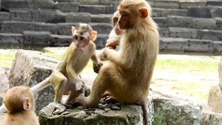 Poor baby monkey Candy never slow down and she has friendly with member in group