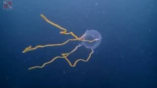 Кубомедуза морская оса | Box Jellyfish Sea Wasp at 'Hardeep Wreck' | Diving Pattaya, Thailand