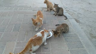 Saudi Arabia Stray Cats& Kittens Feeding/Daily Routine Before & After work