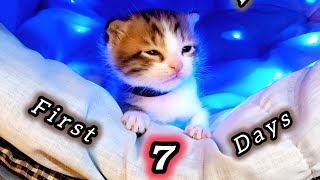 A Kitten's First 7 Days...🐾😸