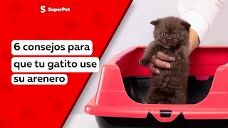 6 Consejos para que tu gatito use su arenero