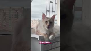 Парадокс и Мистика😀 #мейнкунмася