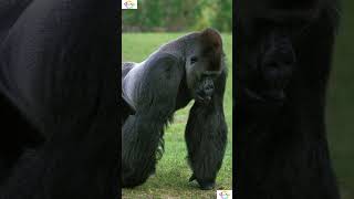 Truths About Silverback Gorillas You Won't Believe #shorts #shortsfeed #facts #weirdanimals