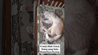 4 Janji Allah untuk Orang yang Suka Memelihara Kucing: