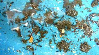 Malditas Larvas de Mosquito HD. Mosquito larvae HQ