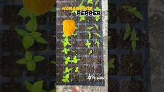 How I have Improved in New Habaneros Pepper 🌶️ Nursery