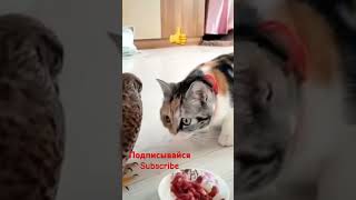 Хитрый котик 🐈😁😁😁