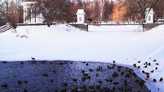 Неперелётные Утки в Харитоновском парке...