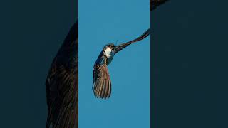 Tree Swallow with a bug #birds #subscribe #shorts #nature #wildlife #wildlifephotography #videoedits