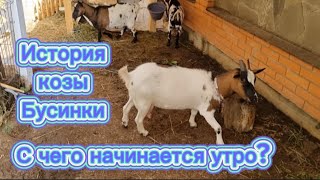 История козы 🐐Бусинки.С чего начинается утро?