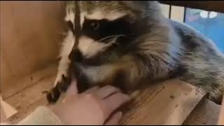 Raccoon checking to see if their humans fingers ar