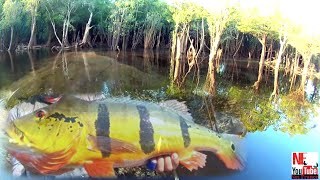 PESCARIA DE TUCUNARÉ!!! GIGANTE AÇU DA AMAZÔNIA!!BARCELOS LUGAR DE PEIXE GRANDE!!