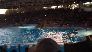 Shamu the Killer Whale Show