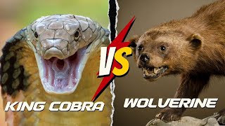 Wolverine vs  King Cobra