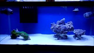 How to setup a 20 gallon nano reef tank, DAY 6, corals in the tank