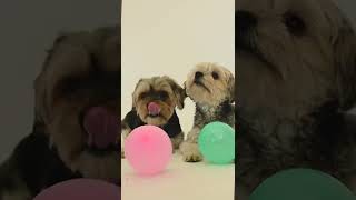 Funny video | Just for entertainment and Inspiration | Dogs with Balloons