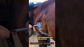 🐴КАК КЛЕЙМЯТ ЛОШАДЕЙ ЖИДКИМ АЗОТОМ? #животноводство #коневодство #horse