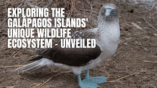 Exploring the Galápagos Islands' Unique Wildlife Ecosystem   Unveiled