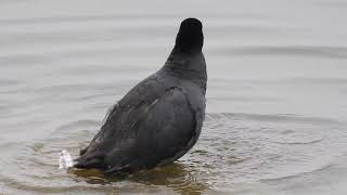 A Beautiful Video Clip Eurasian Coot Bathing in Pond Water/Wildlife Sangareddy/Power Lines