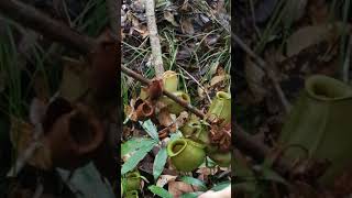 Caryophyllales. Nepenthaceae. Nepenthes ampularia. Borneo.