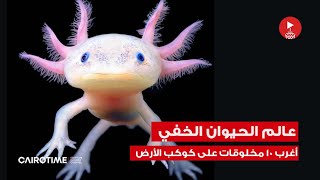 عالم الحيوان الخفي 🦄