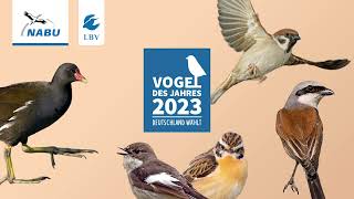 Vogel des Jahres 2023: Die Kandidaten im Check