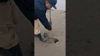 Smallest one ever (Razor clam)  #clam #harvest #shortvideo #shorts #reels #fyp