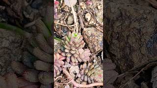 Spanish stonecrop, a species of Stonecrops. #photography #shorts #macro #viral #plants #nature