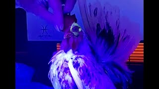 Detecting the fungal skin infection, ‘Favus' in poultry, with a blacklight.