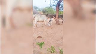 #cow #desi #desert #white #beautifulcow #big #bull #masti #viralvideos #comedy #animals #wildlife#vi