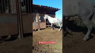 орловец 3 года , находится в Татарстане,  г Казань ,89600723983 #horse #лошади #stallion