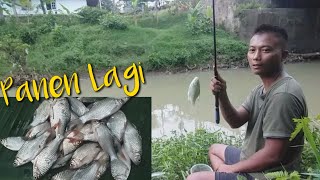 Spot favorit mancing ikan tawes || lihatlah saya panen lagi