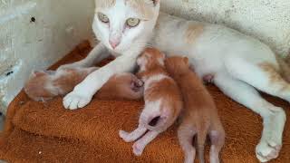 Growing up fast newborn baby kittens getting fresh milk from mom